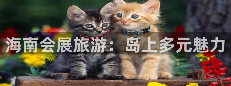 果博东手机版下载开户：海南会展旅游：岛上
